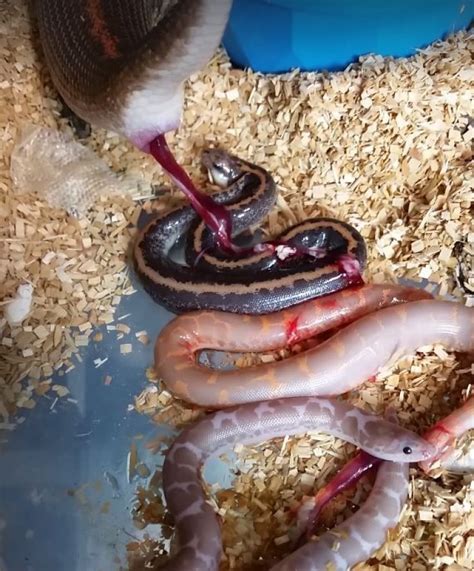 Video Shows Graphic And Slimy Snake Birth Internet Freaks Out Ibtimes