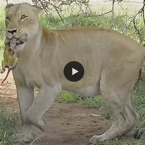 Omg A Lioness Gives Birth In Front Of A Human Video