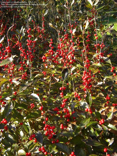 Plantfiles Pictures Ilex Winterberry Holly Black Alder Cacapon