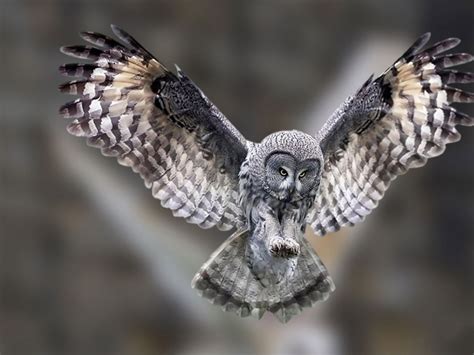 Owl Flying Wallpaper Wallpapersafari