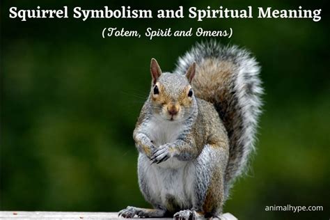 Squirrel Symbolism And Meaning Totem Spirit And Omens Animal Hype