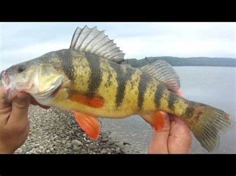 Small river walleye fishing tips3. Lure Fishing #62 - Jig Fishing for 102 Panfish, Bass, and ...