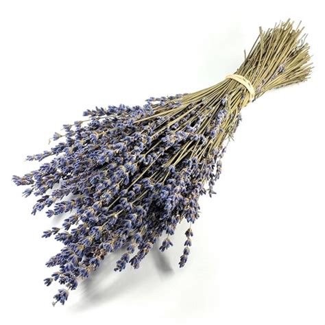 We did not find results for: Lavender Dry - Lavender - Flowers and Fillers - Flowers by ...