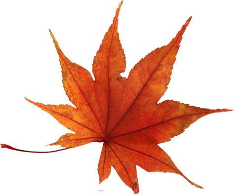 Autumn Leaf Png Image Purepng Free Transparent Cc0 Png Image Library