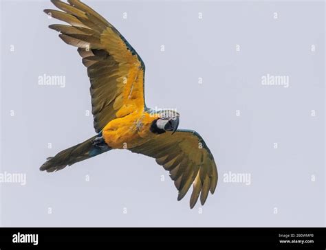 Guacamaya Azul Y Amarillo Ara Ararauna En Vuelo Especies