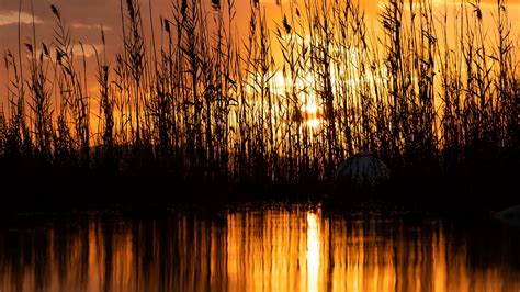 Download Wallpaper 1920x1080 Lake Reeds Sunset Dusk Dark Full Hd