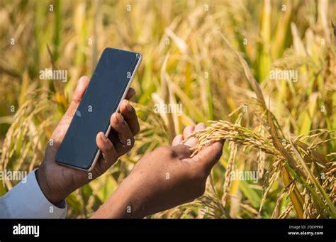 Close Up Of Farmer Hands Checking The Crop Yield And Pests By Using