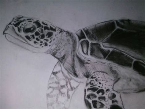 The hawksbill sea turtle, eretmochelys imbricata was first described by the swedish botanist, zoologist and physician carl linnaeus in 1766. Realistic Hawksbill sea turtle drawing | Art Amino