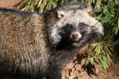 Tanuki Zoo Atlanta