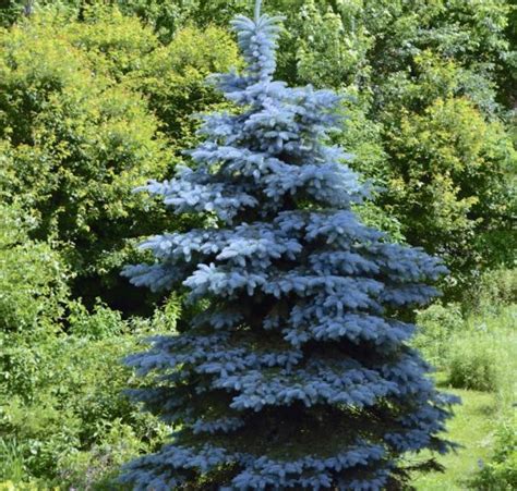 Colorado Blue Spruce Bonsai Trees Picea Pungens Bonsai