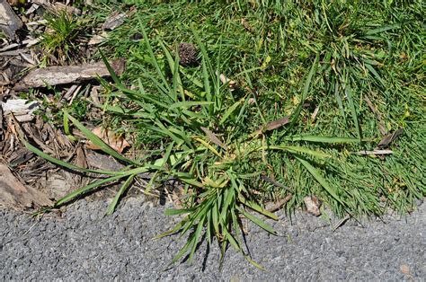 8 Common Weeds In Baton Rouge Louisiana And What They