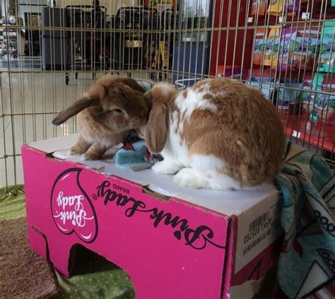 Bunny Bonding Basics — Minnesota Companion Rabbit Society
