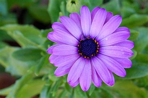 Popping Purple Daisy Photograph By Shannon Mcmannus