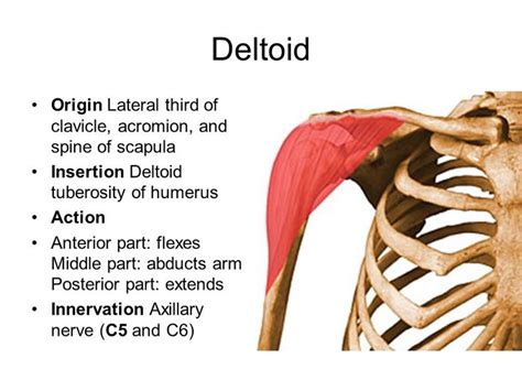 Deltoid Muscle Origin And Insertion Human Muscle Anatomy Muscle
