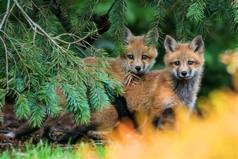 Red Foxes Pups Wallpaper