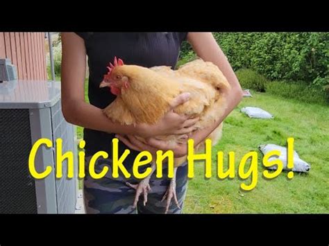 Chicken Hugs Youtube