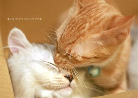The Cat Kiss Love Meow