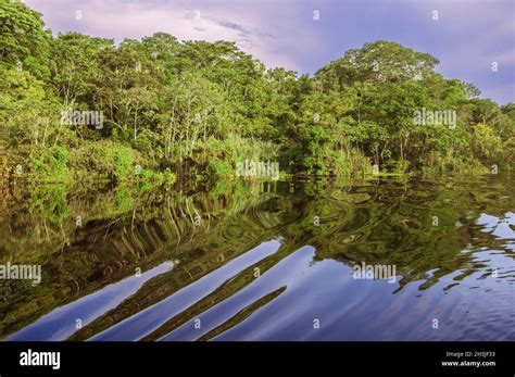 River In The Amazon Rainforest Peru South America Stock Photo Alamy