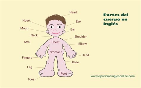 Partes Del Cuerpo Ejercicios Inglés Online