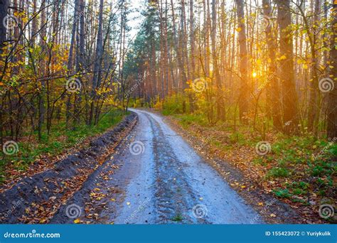 Ground Road Through The Autumn Forest At The Sunset Stock Photo Image