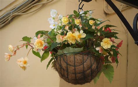 Best Flowers For Hanging Baskets In Sun Or Shade