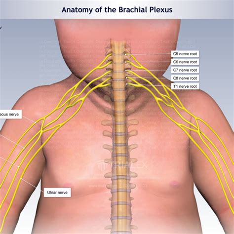 Anatomy Of The Brachial Plexus Of A Baby Trialexhibits Inc My Xxx Hot