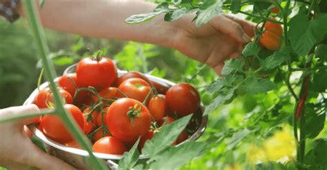 Como Podar Tomateiros E A Melhor época Do Ano Para Fazê Lo