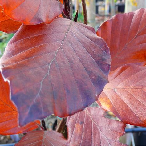 Fagus Sylvatica Dawyck Purple Buy Purple Upright Beech Tree