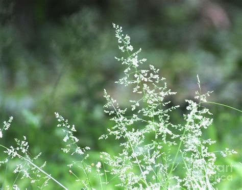 Grasses 3 Photograph By Lizi Beard Ward Fine Art America