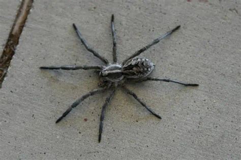 12 Common Spiders In Kansas With Pictures Wildlife Informer