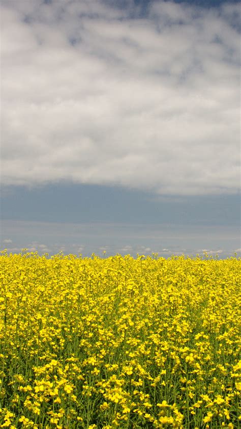Rapeseed Yellow Flowers Field Under White Clouds Blue Sky 4k Hd Flowers