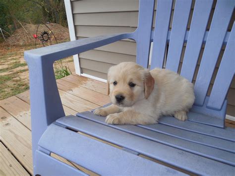 These beautiful and loyal dogs will be an amazing asset to any family. Golden Retriever Puppies For Sale | Downtown, WA #246826