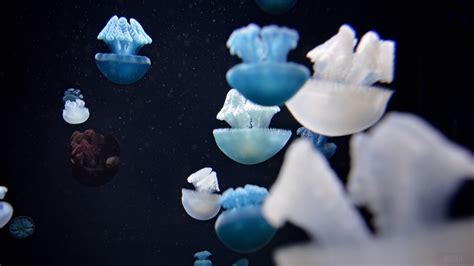 373109 Jellyfish Underwater World Swim Tentacles 4k Wallpaper