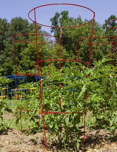 Four 42 Heavy Duty Tomato Cage Assorted Colors