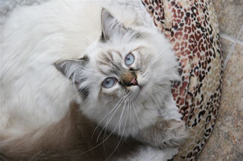 Usa Ragdolls Ragdoll Kittens And Cats Colors And Patterns