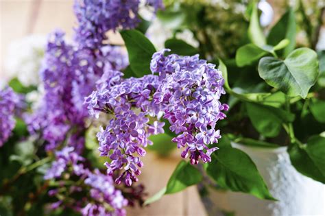 How to grow a lilac bush. Growing Lilacs In Containers - Tips For Planting A Lilac ...