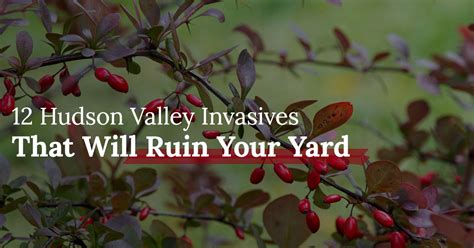 12 Hudson Valley Invasives That Will Ruin Your Yard Poison Ivy Patrol