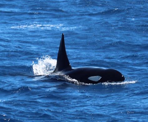 Orca Watching In Bremer Bay Australia Whale Watching Tours Whale