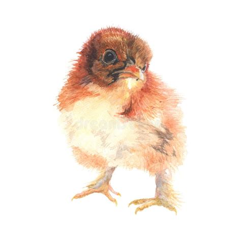 Chicken Hand Drawn Sketch And Watercolor Illustrations Watercolor
