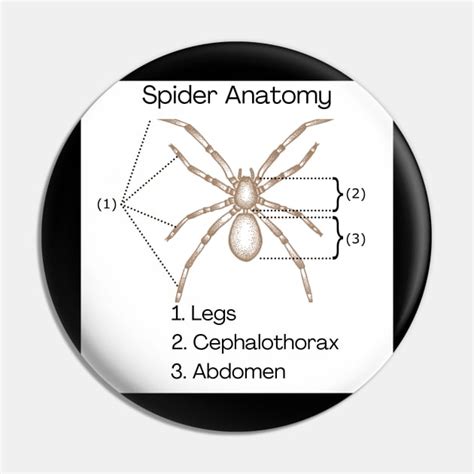 Spider Anatomy Spiders Pin Teepublic