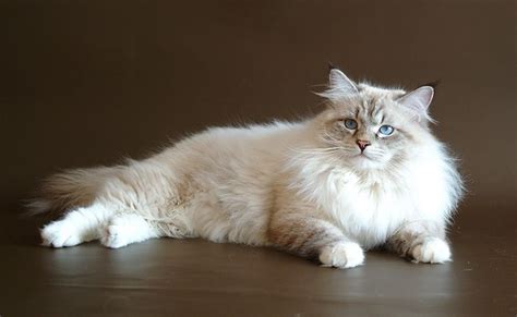 Kittens For Sale The Cattery Of Siberian Cats Baraj Cat Breeds