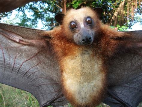 Island Flying Fox On The Wing Pinterest