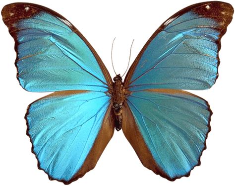 Blue Brown Butterfly Transparent Png Stickpng