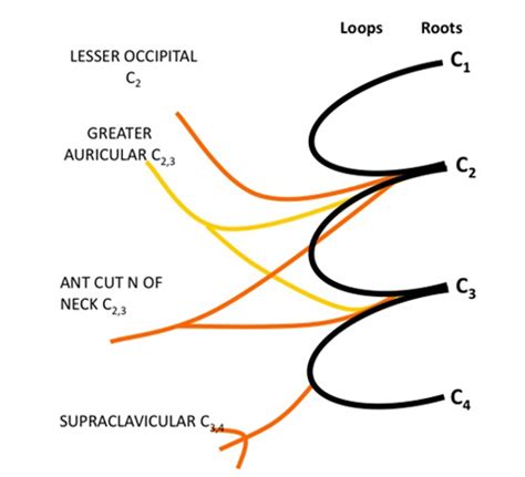 The Cervical Plexus Anatomy And Ultrasound Guided Blocks Anaesthesia