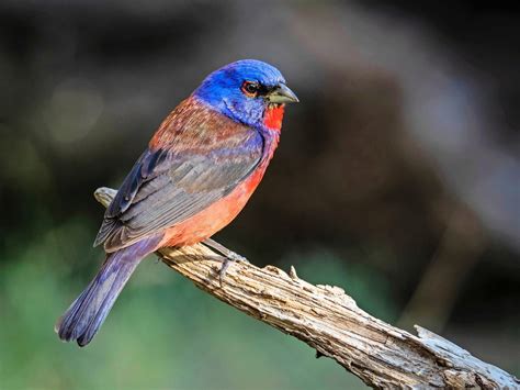 6 Beautiful Bunting Birds You Should Know Birds And Blooms