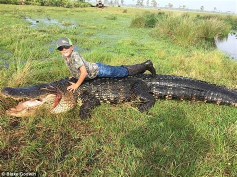 Huge 15 Ft Alligator Shot Dead In Florida Photos