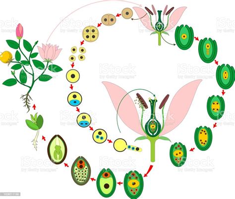 Angiosperm Plant Life Cycle Diagram Of Life Cycle Of Flowering Plant