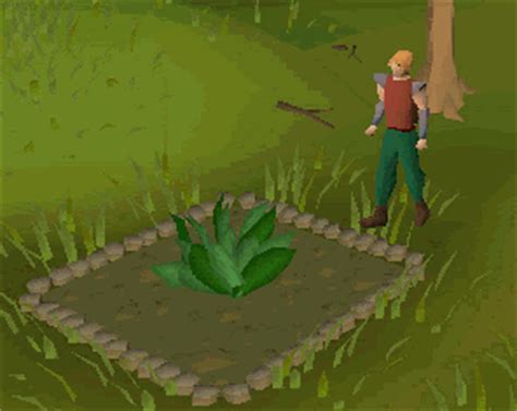 Seeds for farming can be farming timers on alora are roughly 1/4th of the time of those on osrs. Farming - The Old School RuneScape Wiki