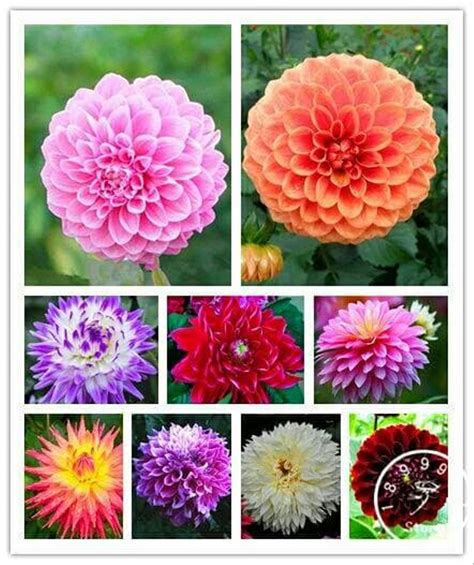 Wow 20 Macam Bunga Dahlia Gambar Bunga Hd