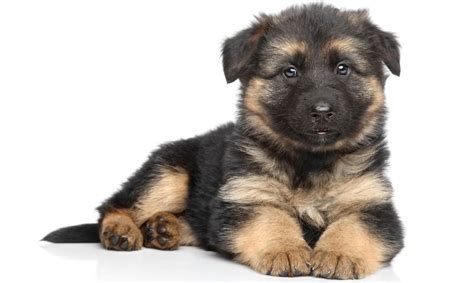 Newborn German Shepherd Puppy Weight Fatimah Carlisle